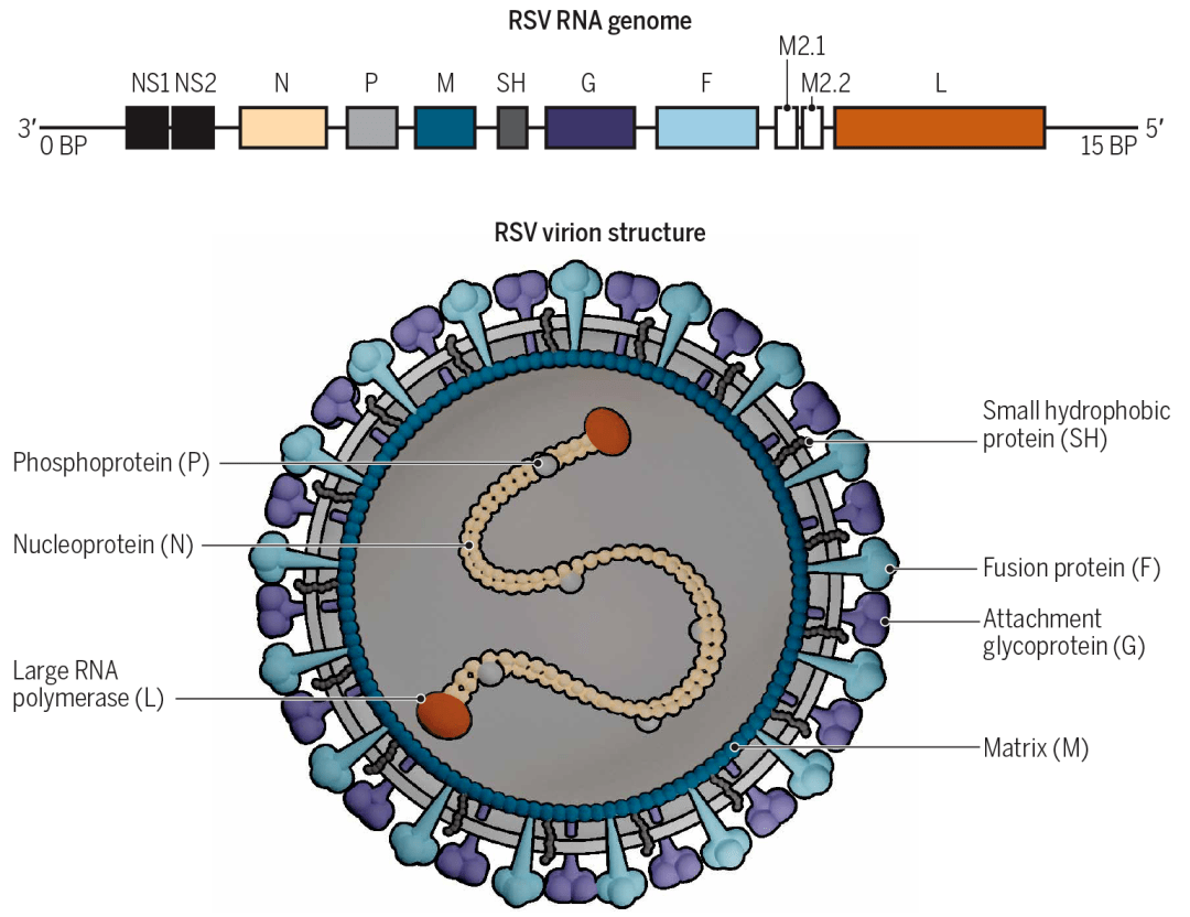 万孚生物:呼吸道合胞病毒等联合检测试剂获医疗器械注册证-第3张图片