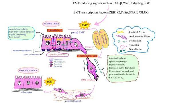 科学家刊文称：发现影响癌症进展的关键细胞-第2张图片