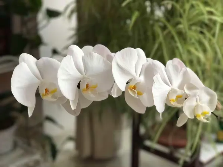 金蝶何时能“蝶变”-第2张图片