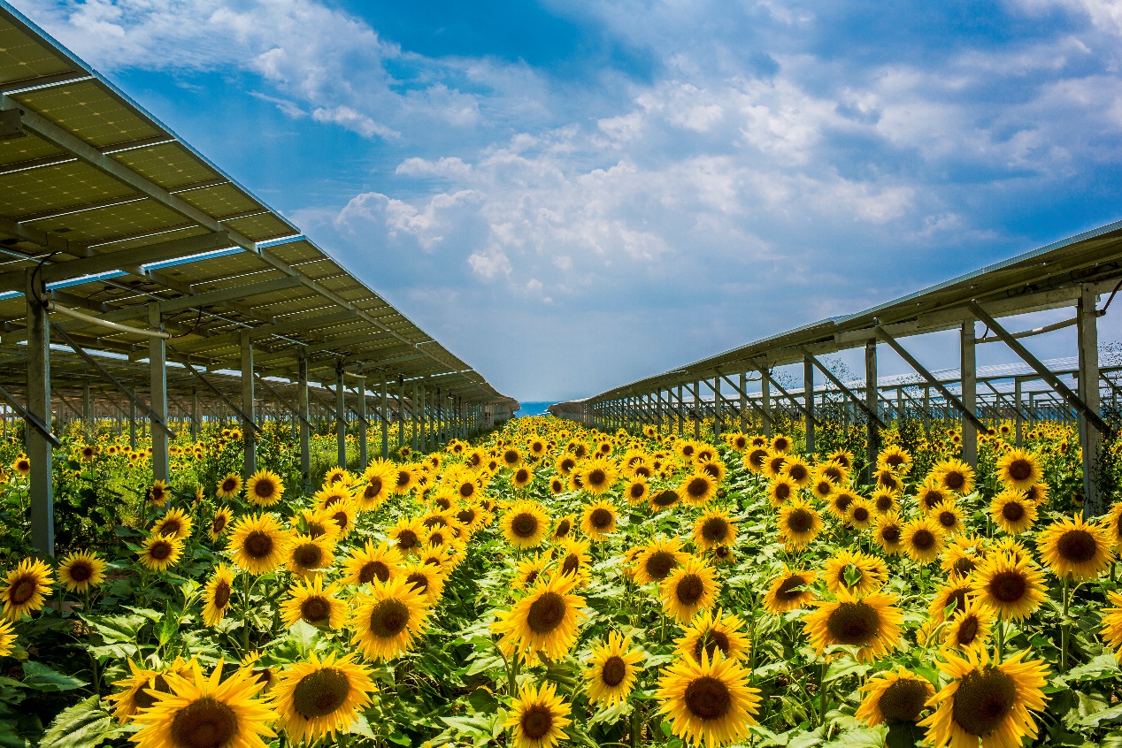 隆基绿能携手多方共建连云港赣榆年产18万吨绿色甲醇项目-第2张图片